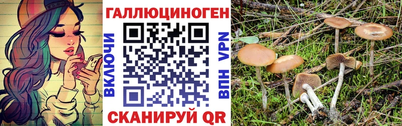 блэк спрут как войти  Барыш  Псилоцибиновые грибы Psilocybine cubensis 